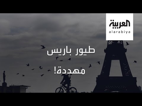 شاهد غياب البشر يهدد طيور العاصمة الفرنسية باريس