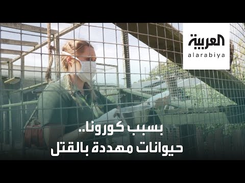 شاهد حيوانات مهددة بالقتل في حديقة بورث في بريطانيا