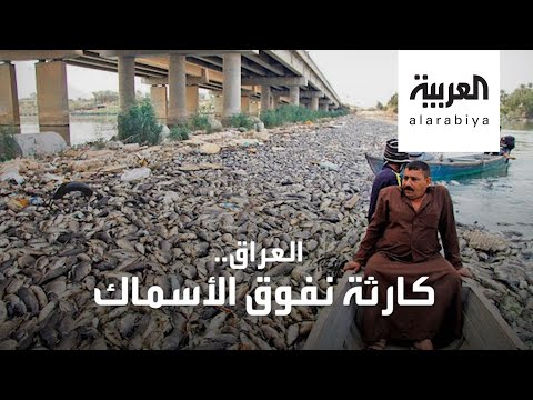 شاهد أطنان من الأسماك نافقة في العراق والسبب لا يزال مجهولا