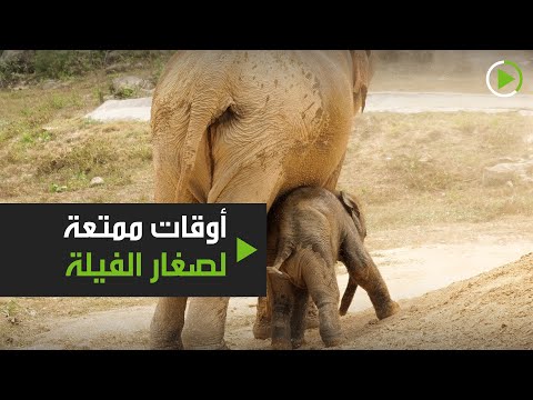 شاهد أوقات ممتعة لصغار الفيلة